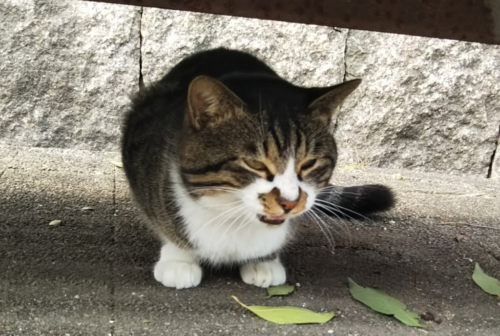 f:id:tarojiroko:20180208122811j:plain