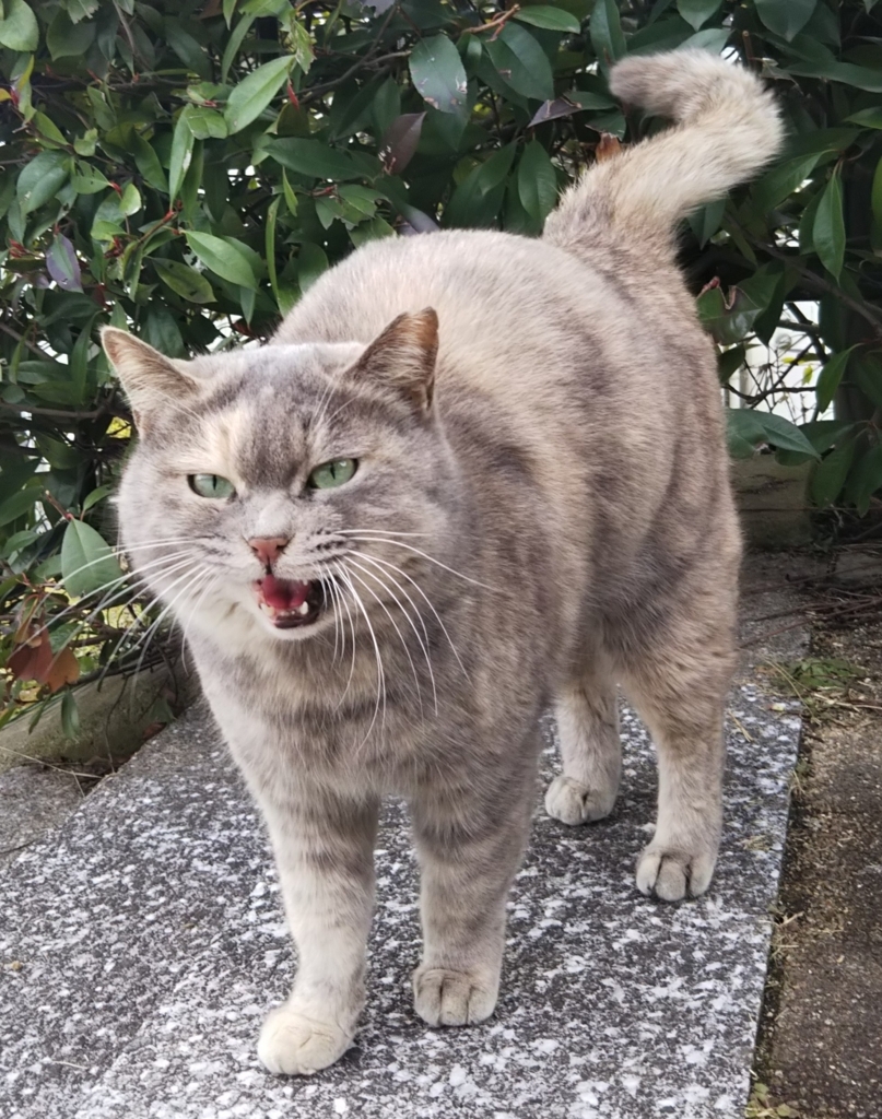f:id:tarojiroko:20180211110913j:plain