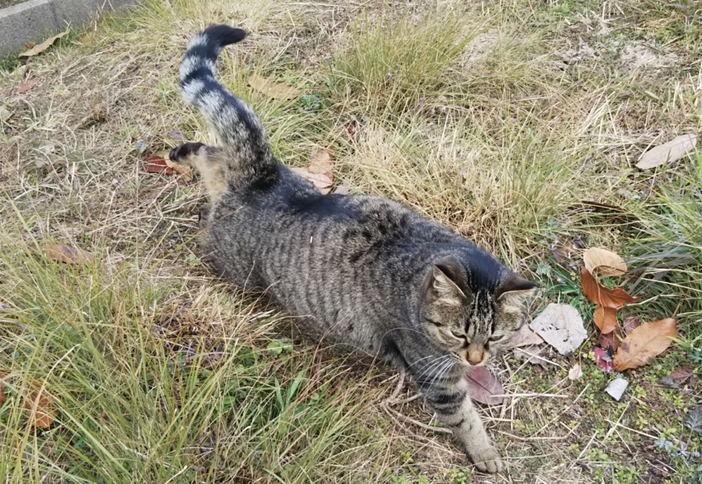 f:id:tarojiroko:20180211111459j:plain