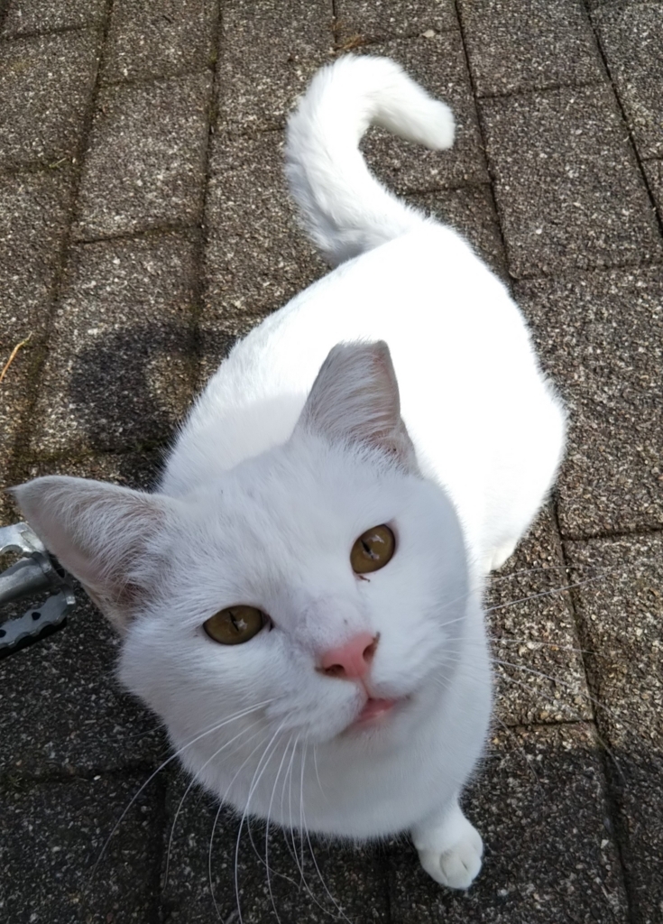f:id:tarojiroko:20180211123128j:plain