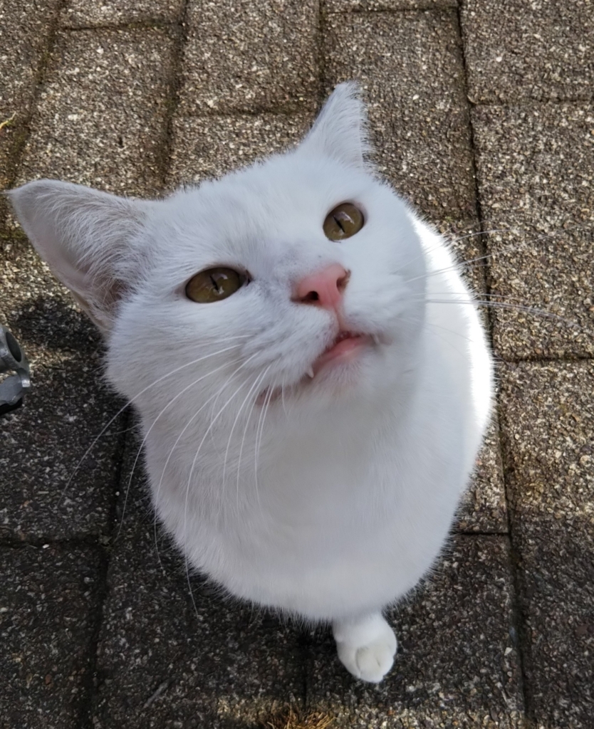 f:id:tarojiroko:20180211123129j:plain