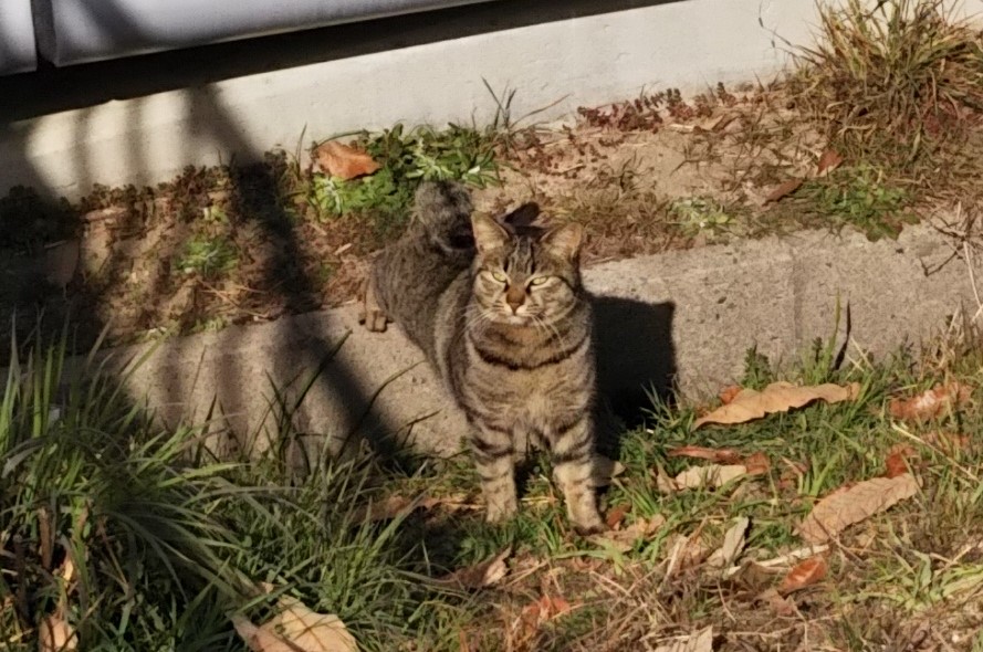 f:id:tarojiroko:20180212124841j:plain