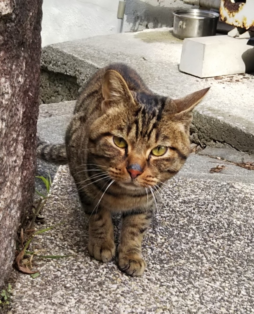 f:id:tarojiroko:20180213121027j:plain