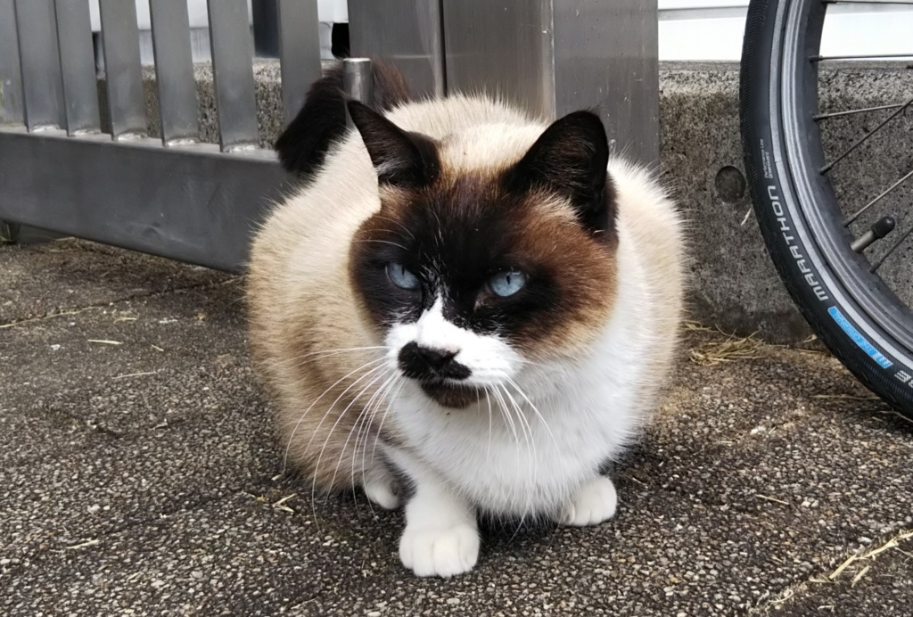 f:id:tarojiroko:20180213125751j:plain