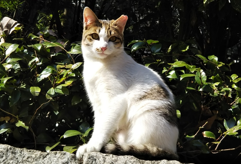 f:id:tarojiroko:20180214122039j:plain