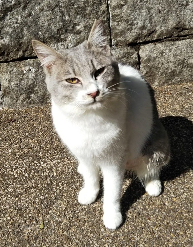 f:id:tarojiroko:20180214122658j:plain