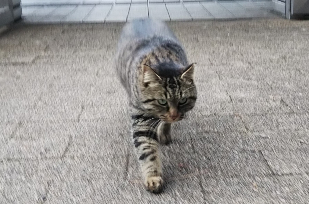 f:id:tarojiroko:20180215125916j:plain