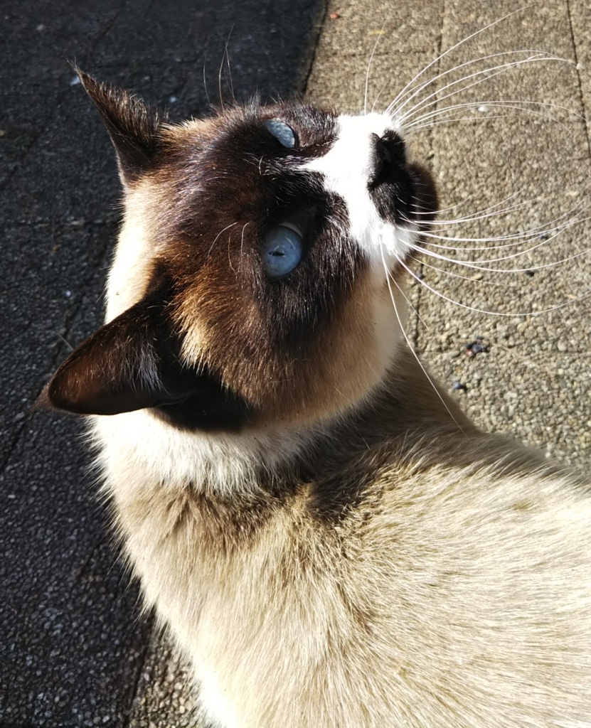 f:id:tarojiroko:20180217112020j:plain
