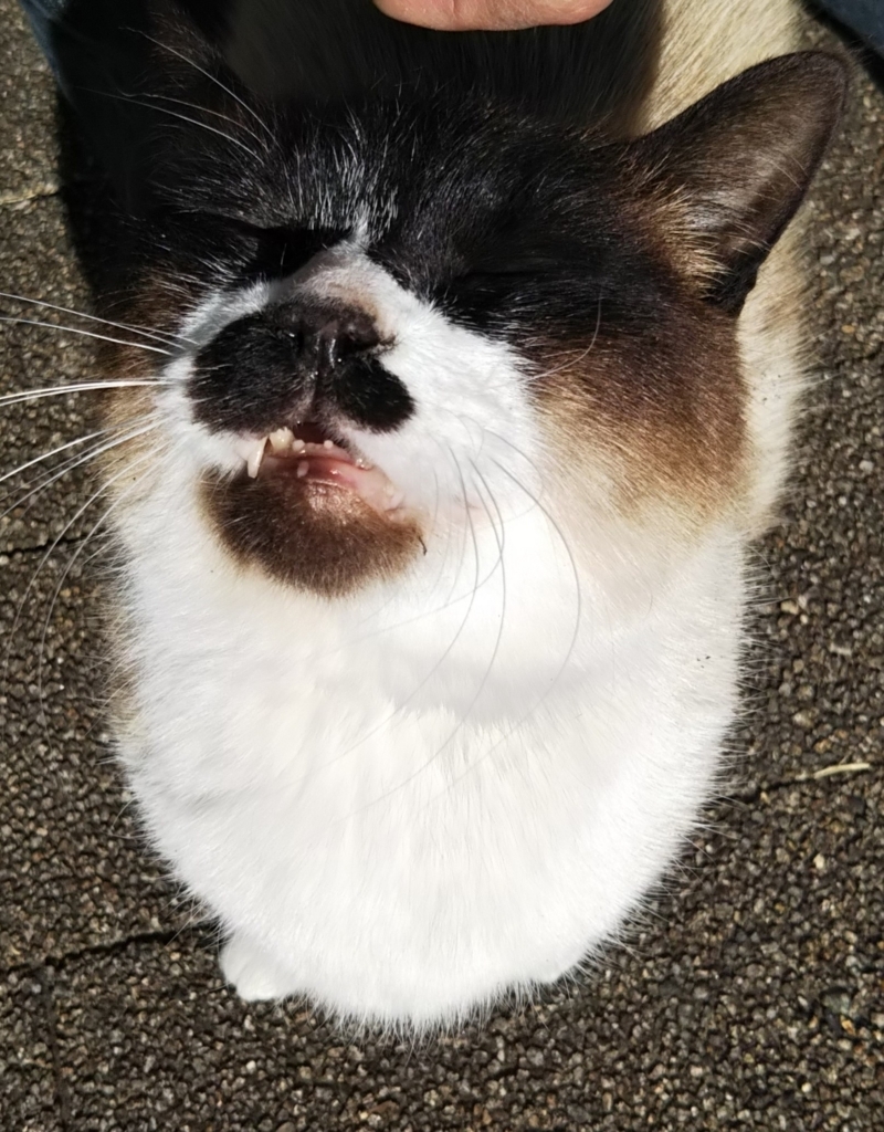 f:id:tarojiroko:20180217112030j:plain