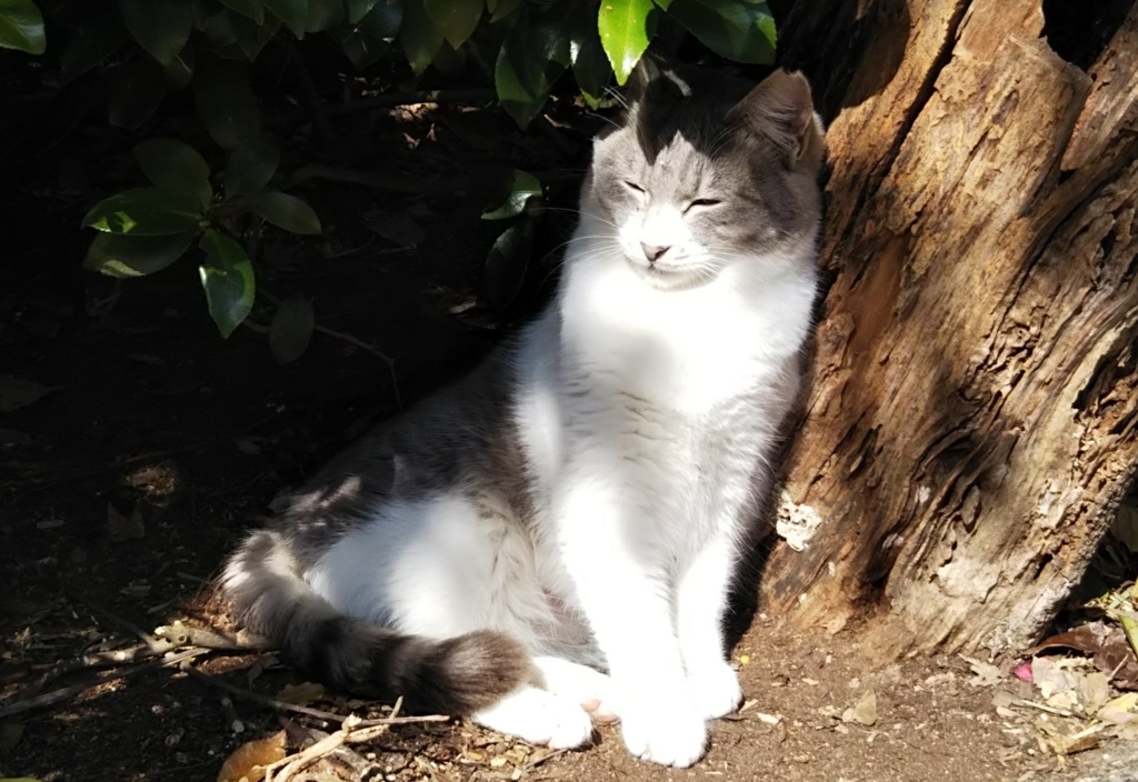 f:id:tarojiroko:20180218120423j:plain