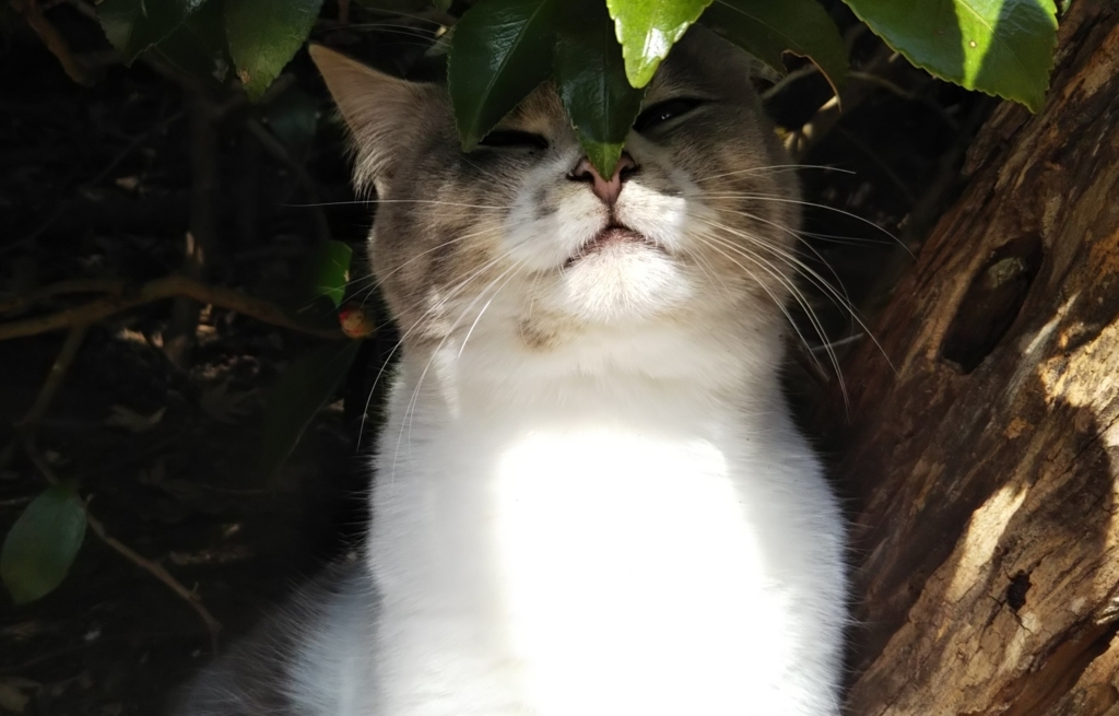 f:id:tarojiroko:20180218120502j:plain