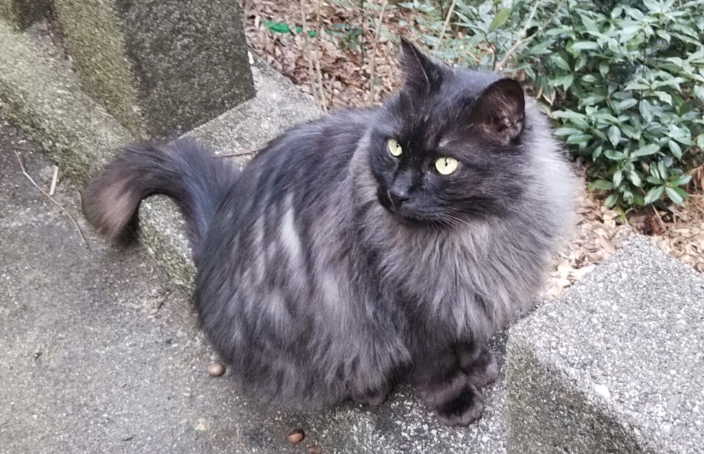 f:id:tarojiroko:20180219140048j:plain