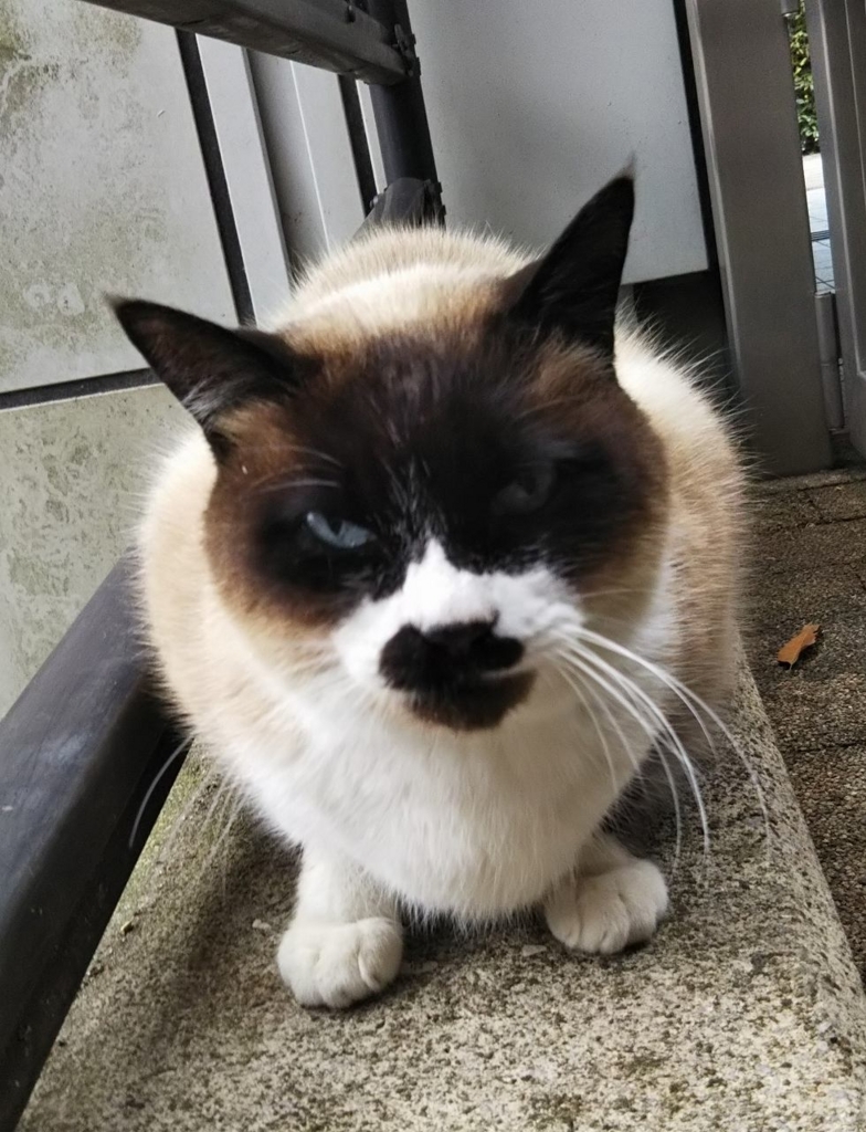 f:id:tarojiroko:20180301175134j:plain