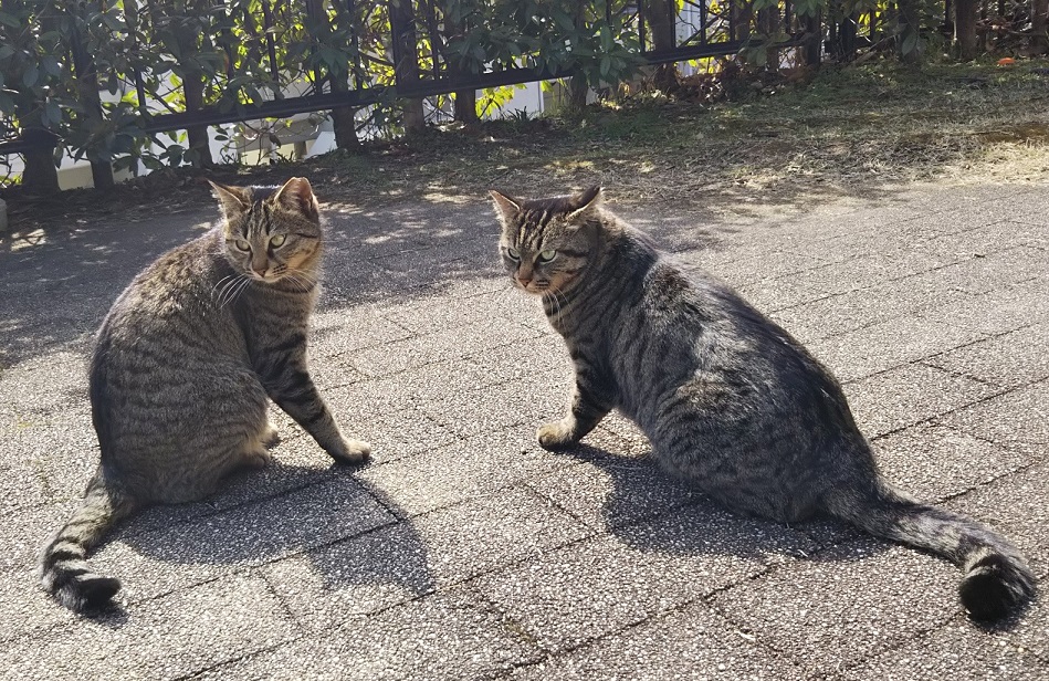 f:id:tarojiroko:20180302115350j:plain