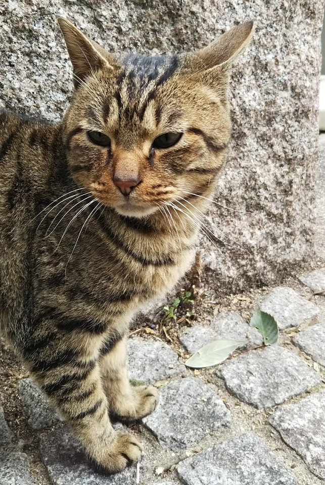 f:id:tarojiroko:20180304091239j:plain