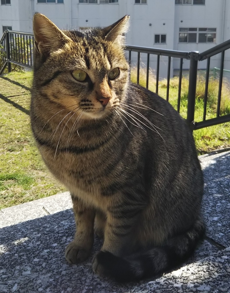 f:id:tarojiroko:20180306111318j:plain