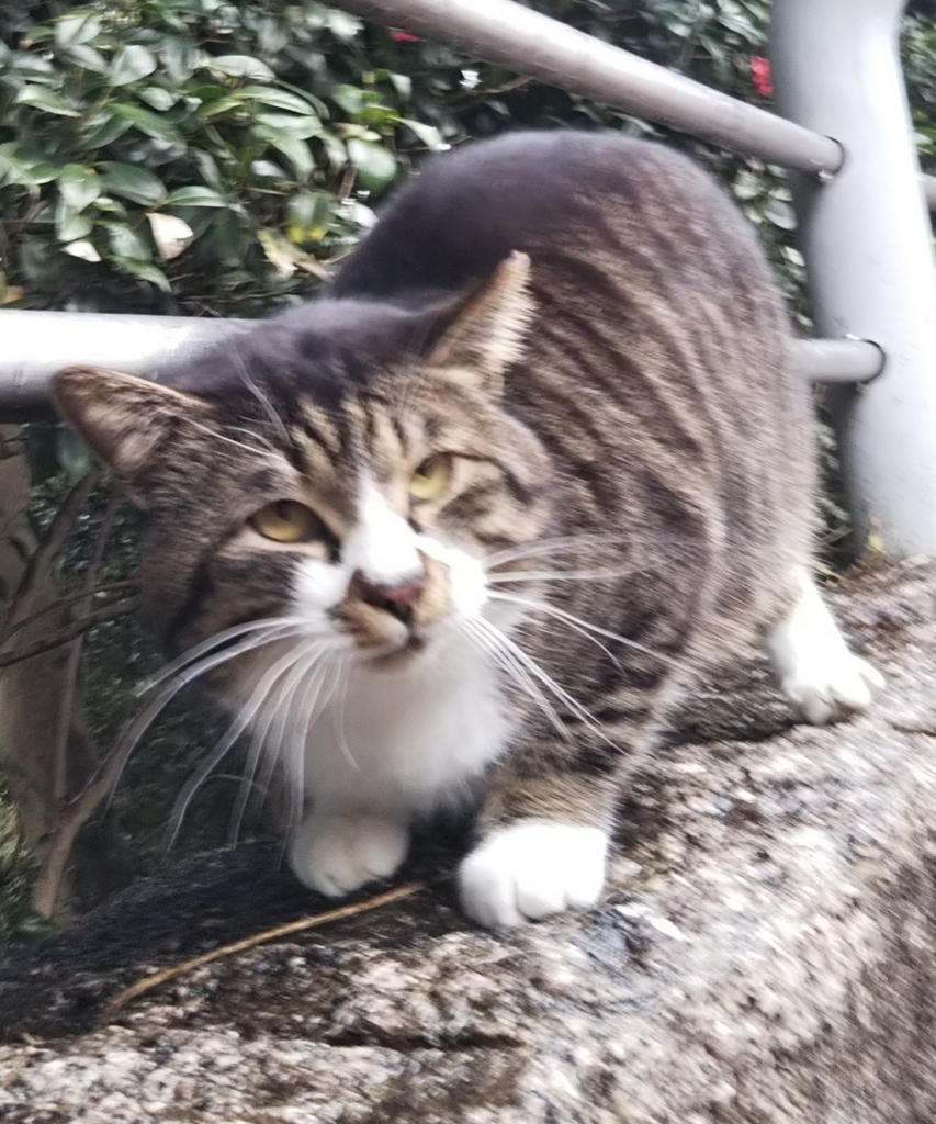 f:id:tarojiroko:20180308121043j:plain