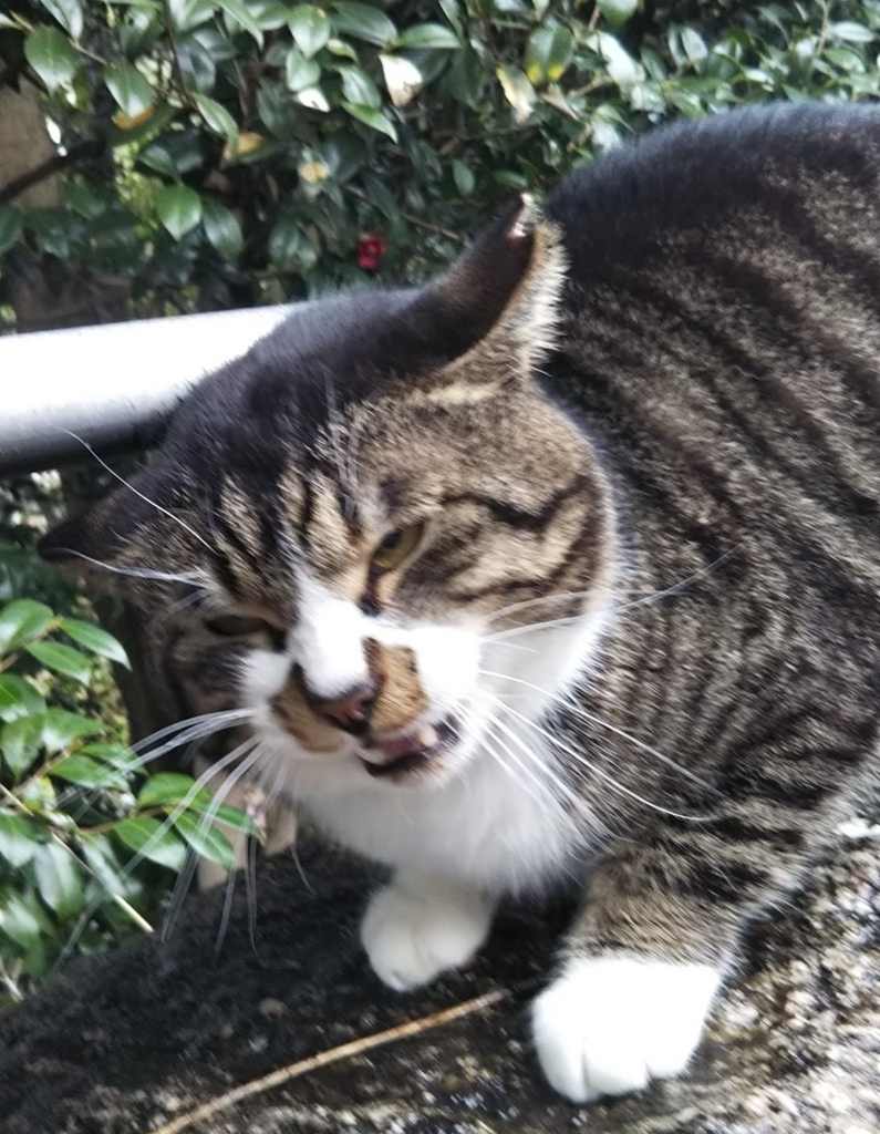 f:id:tarojiroko:20180308121050j:plain