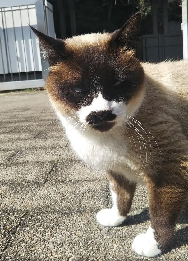 f:id:tarojiroko:20180311140657j:plain