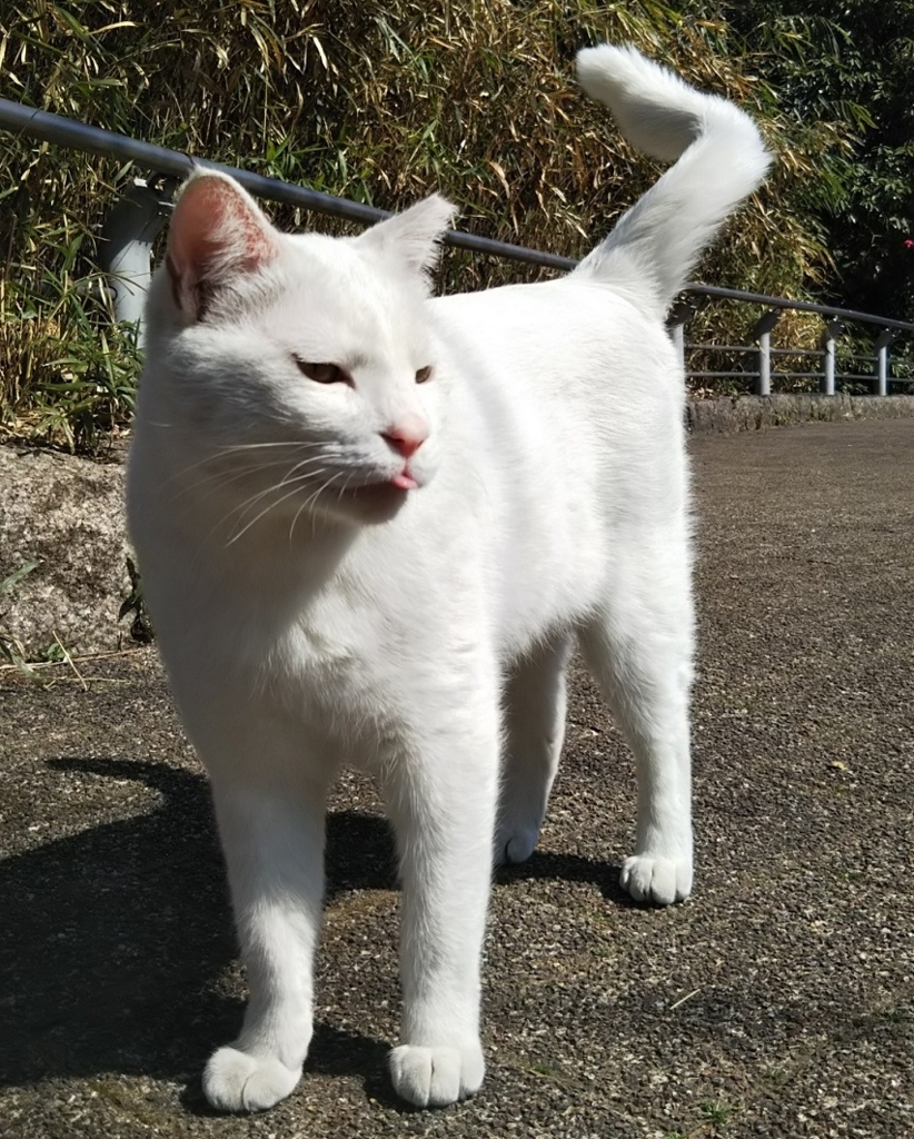 f:id:tarojiroko:20180314105613j:plain