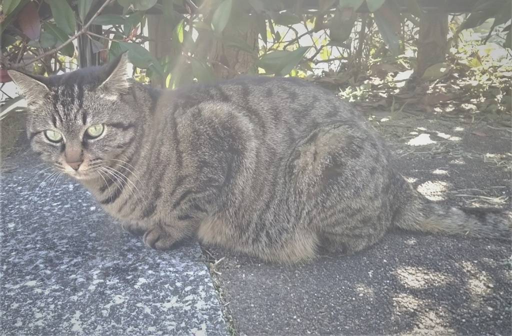 f:id:tarojiroko:20180314131553j:plain