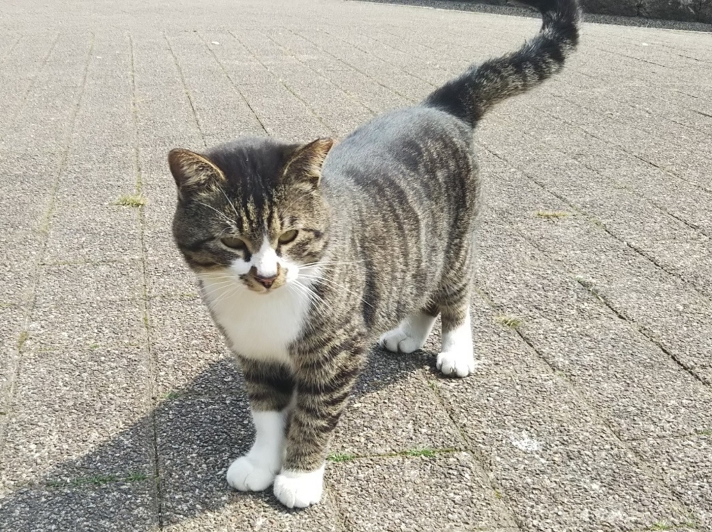 f:id:tarojiroko:20180315120231j:plain