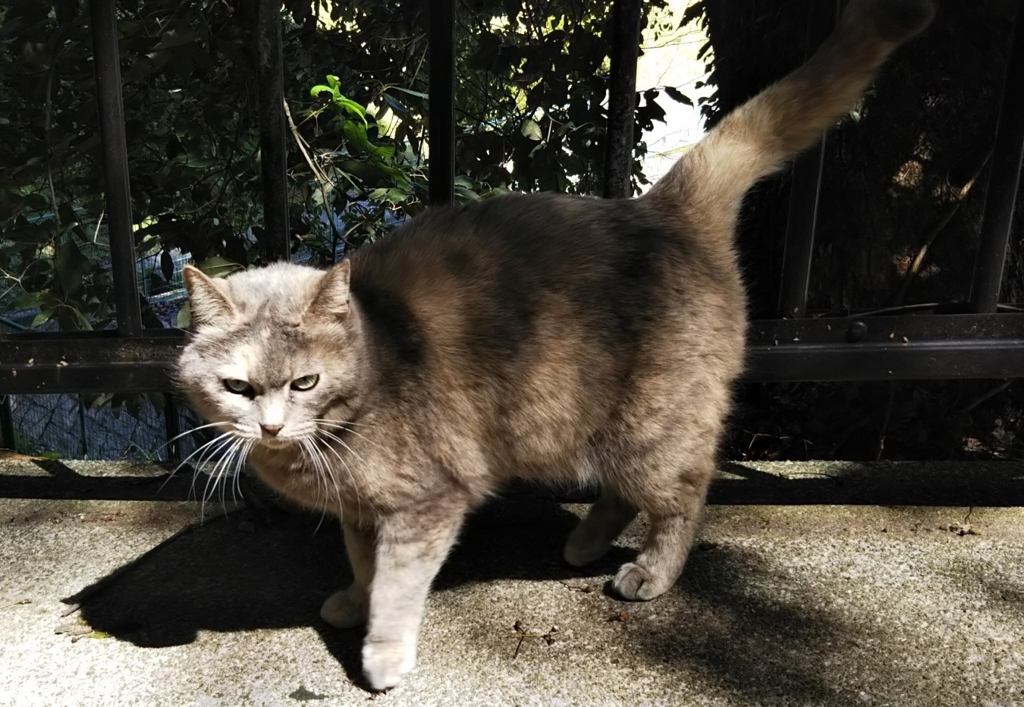 f:id:tarojiroko:20180317120920j:plain