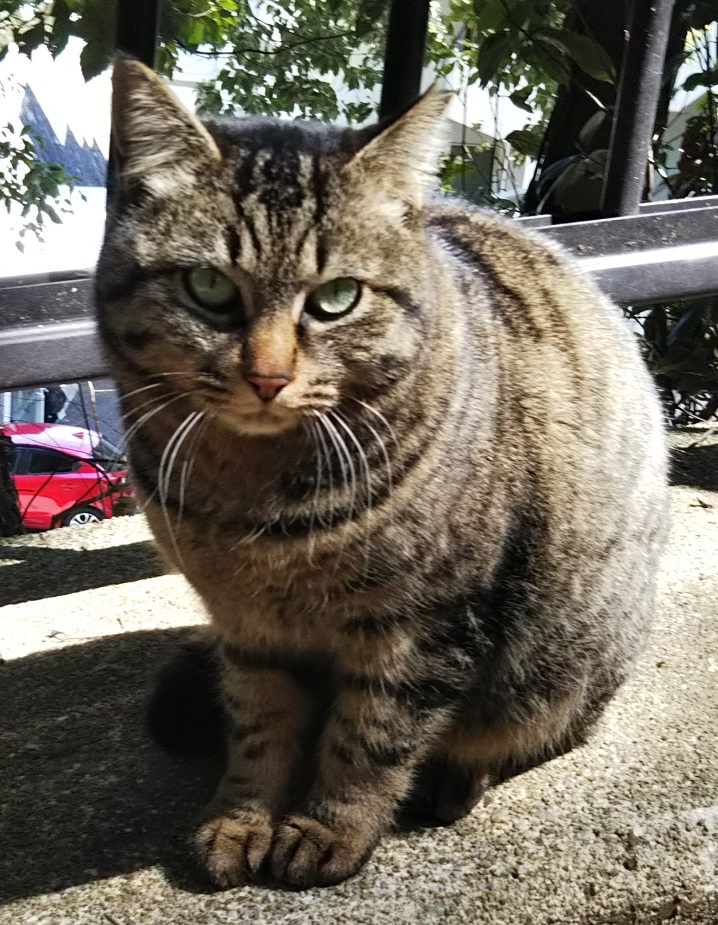 f:id:tarojiroko:20180317120935j:plain
