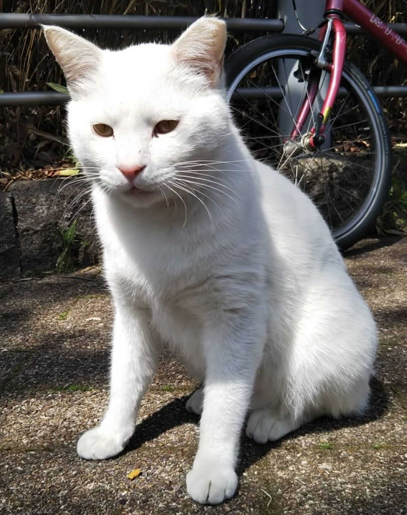 f:id:tarojiroko:20180327130406j:plain