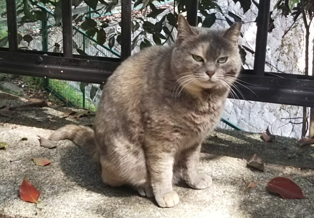 f:id:tarojiroko:20180329112508j:plain
