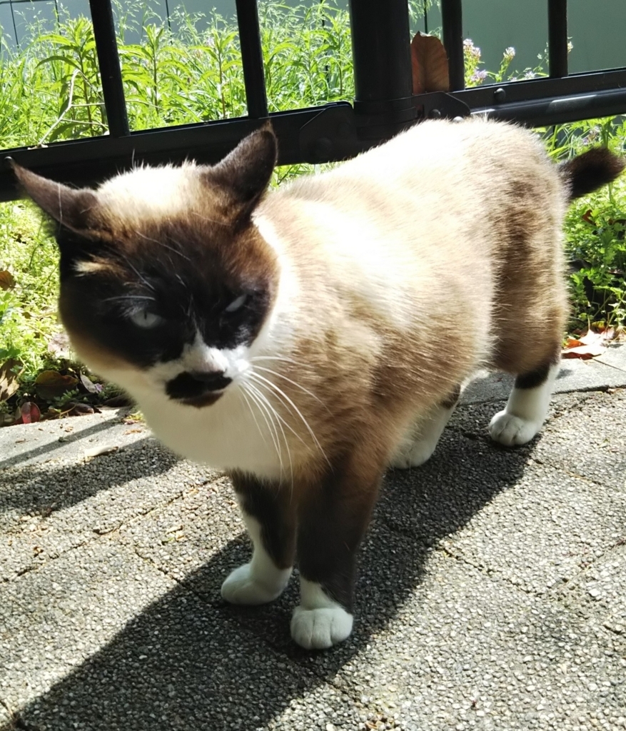 f:id:tarojiroko:20180408112957j:plain