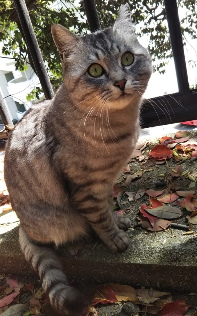 f:id:tarojiroko:20180408114714j:plain