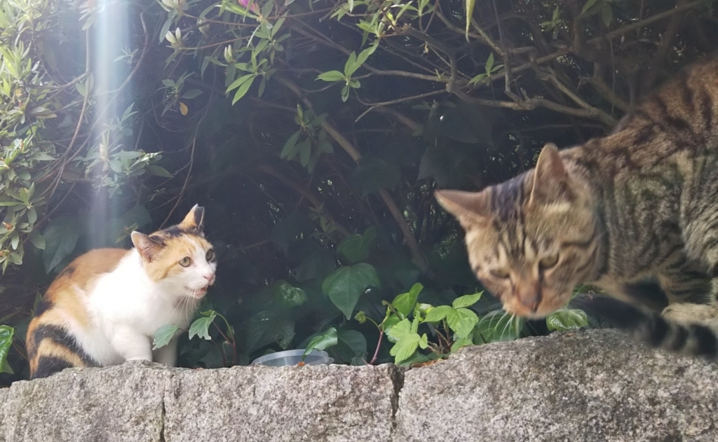 f:id:tarojiroko:20180415101411j:plain