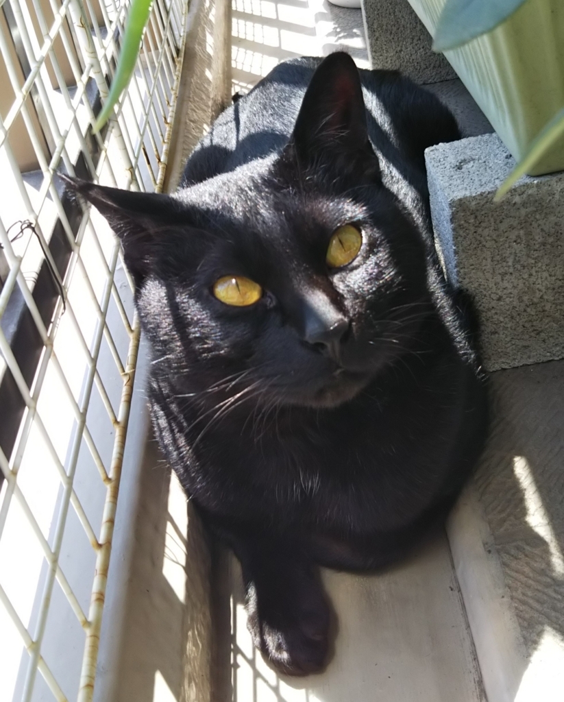 f:id:tarojiroko:20180428130510j:plain