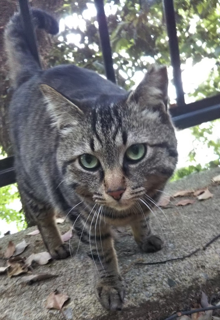f:id:tarojiroko:20180504140006j:plain