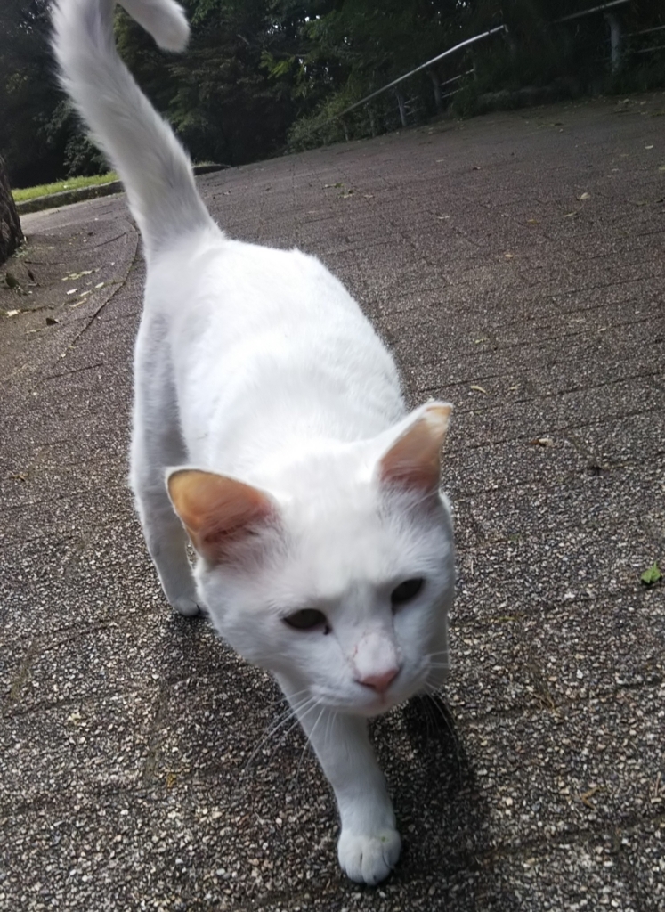 f:id:tarojiroko:20180504142121j:plain