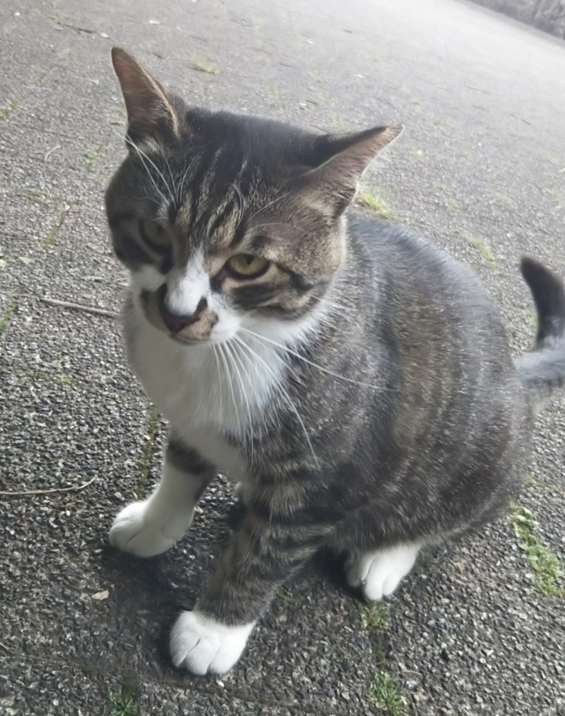 f:id:tarojiroko:20180506090237j:plain