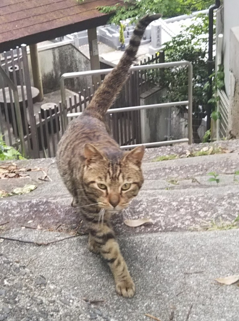 f:id:tarojiroko:20180506091712j:plain