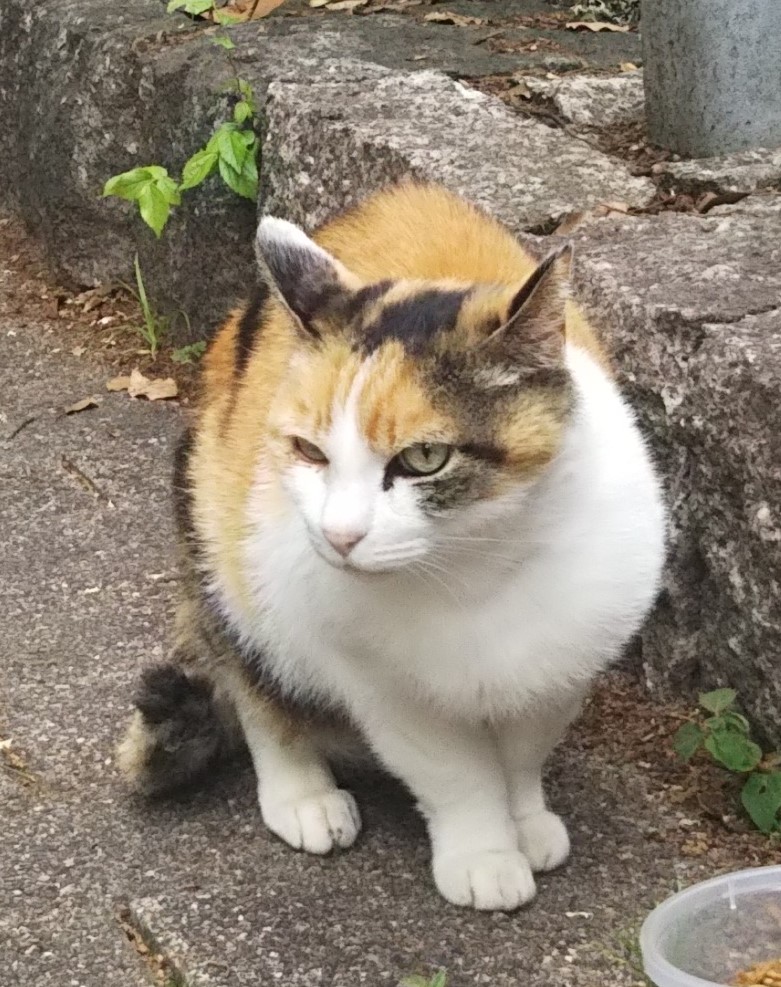 f:id:tarojiroko:20180506093449j:plain