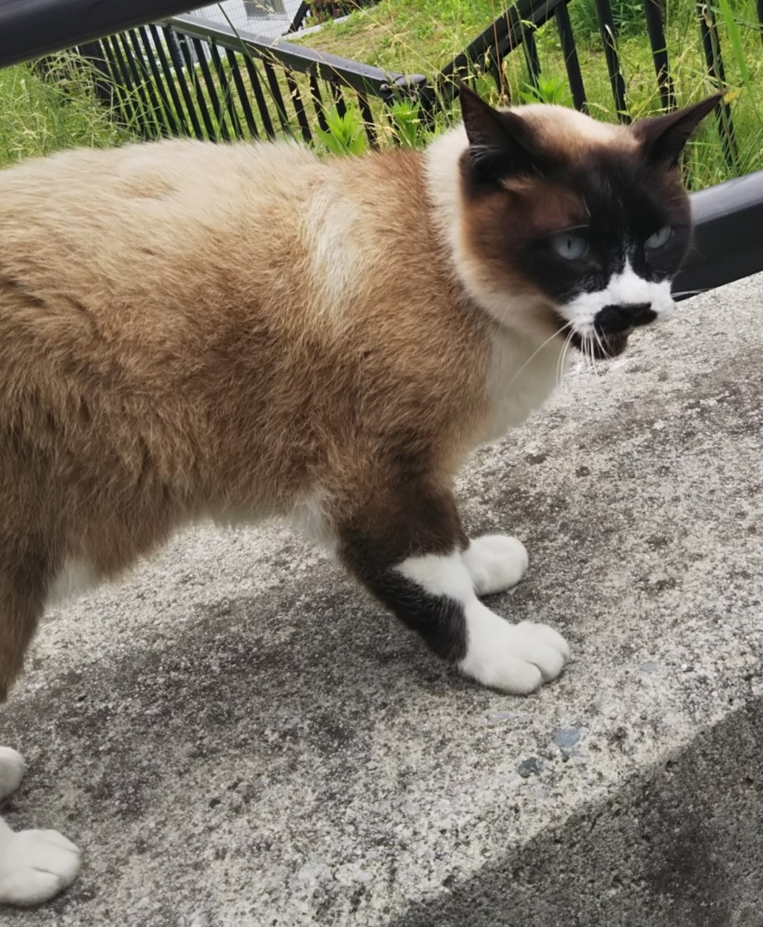 f:id:tarojiroko:20180506102530j:plain