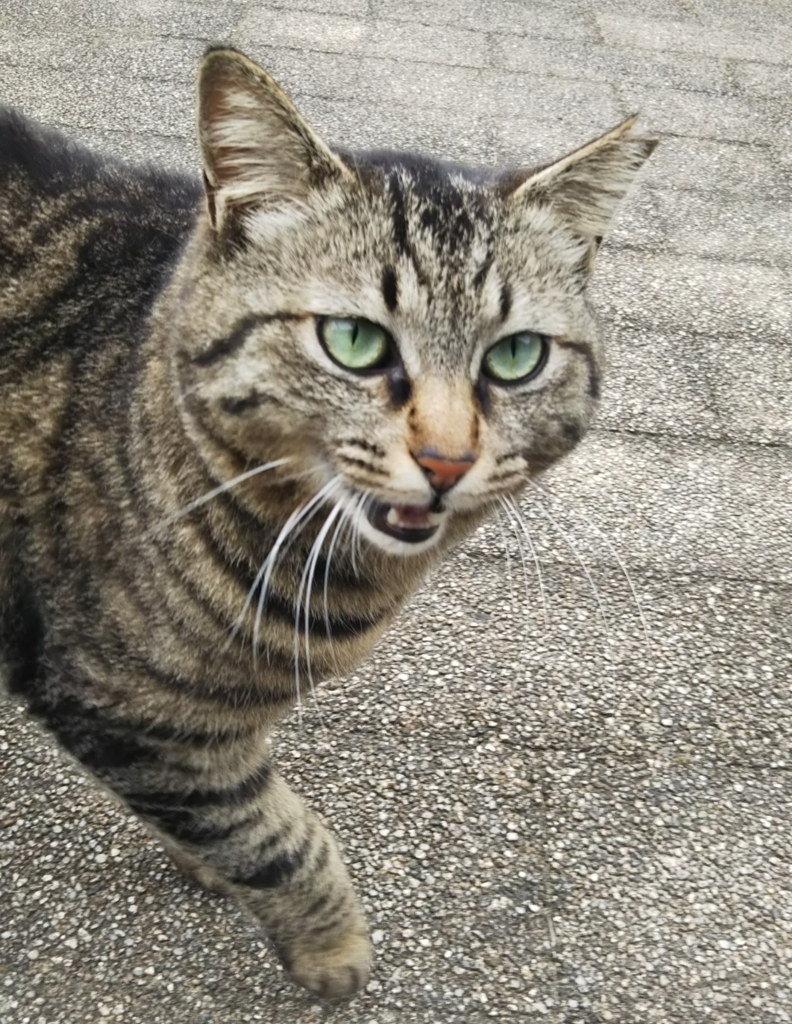 f:id:tarojiroko:20180506102616j:plain