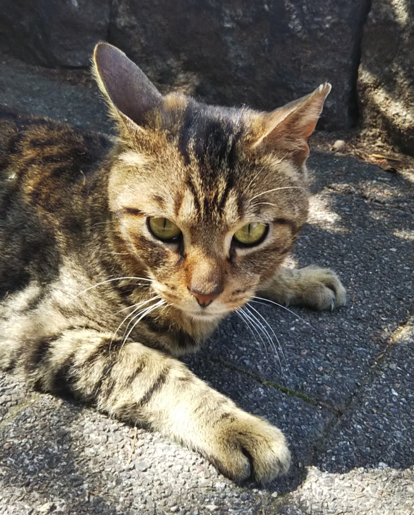 f:id:tarojiroko:20180512143254j:plain