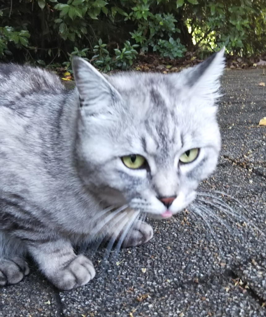 f:id:tarojiroko:20180514142409j:plain