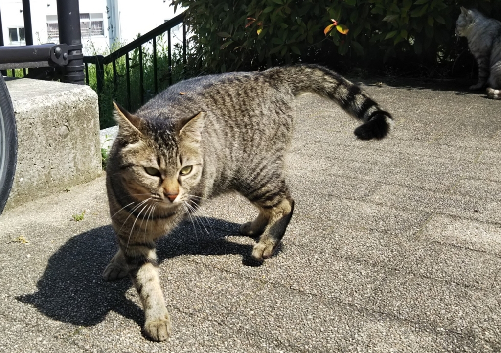 f:id:tarojiroko:20180514143149j:plain
