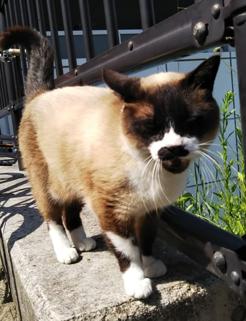 f:id:tarojiroko:20180514143253j:plain