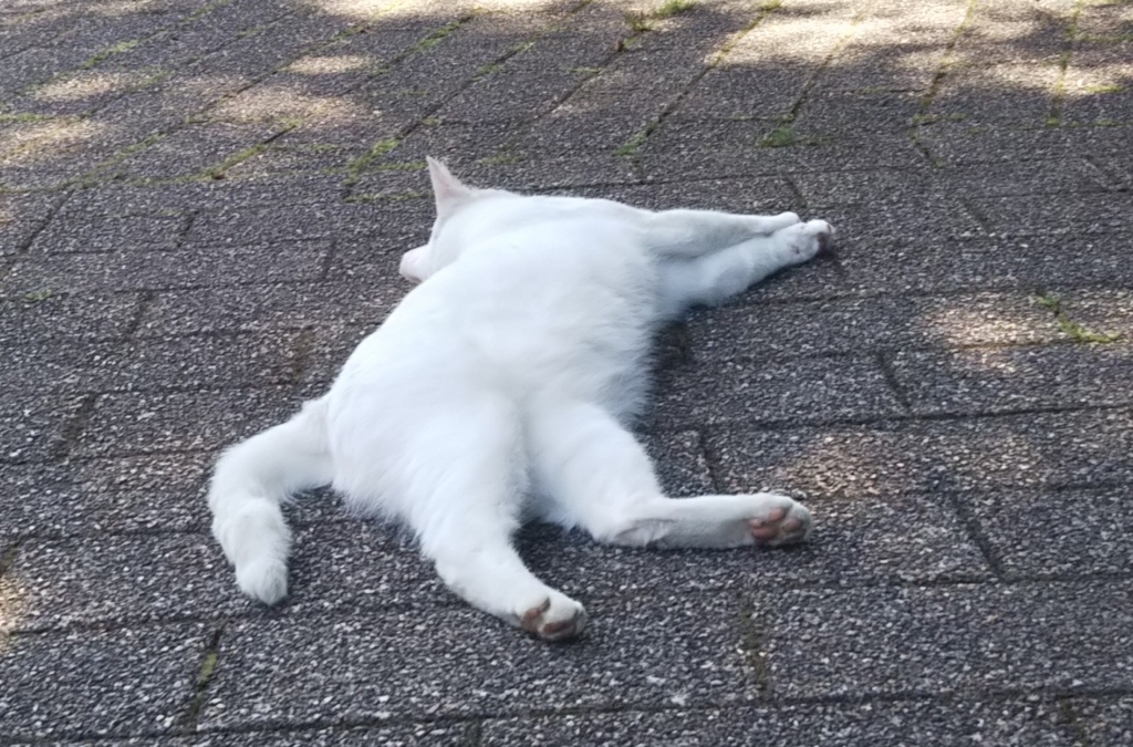 f:id:tarojiroko:20180526150258j:plain