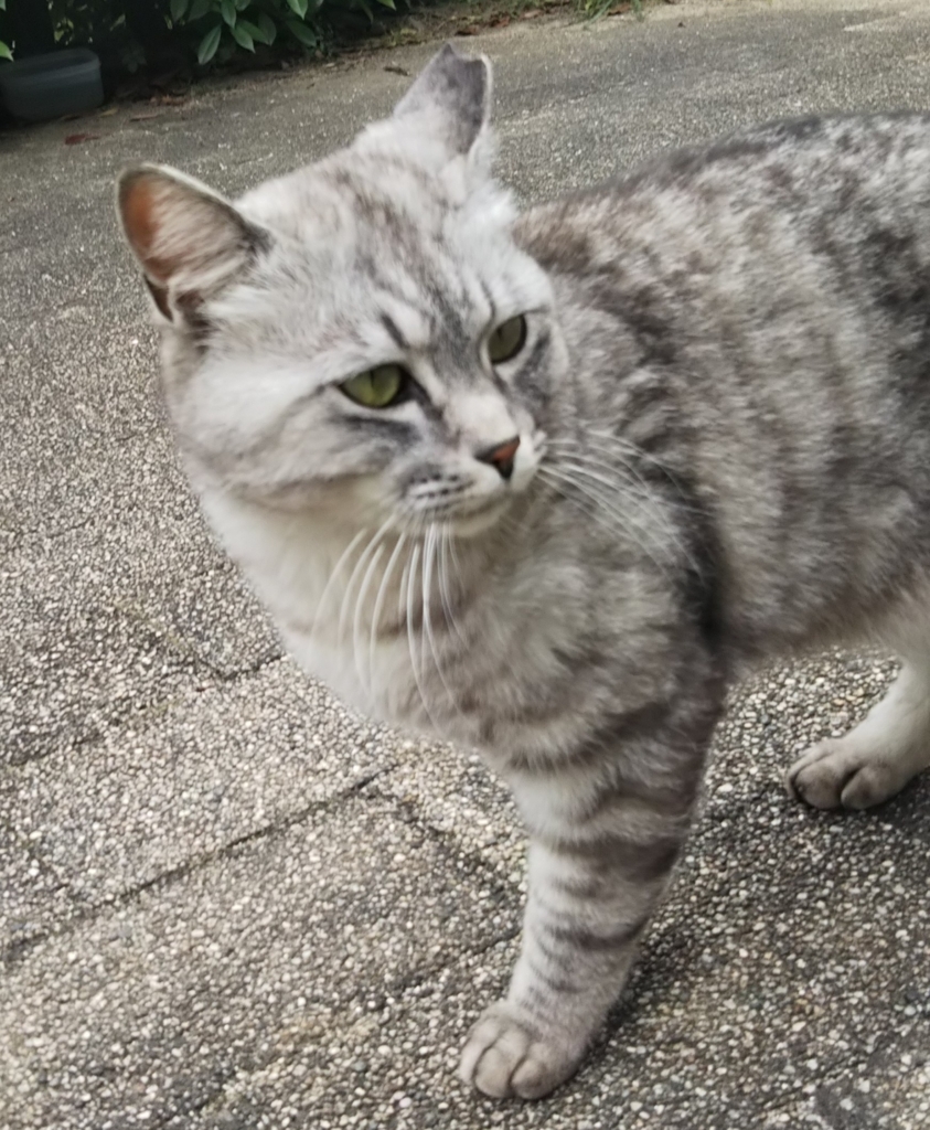 f:id:tarojiroko:20180528142605j:plain