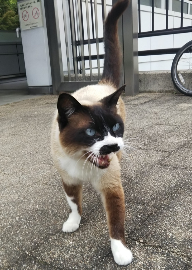 f:id:tarojiroko:20180528142610j:plain
