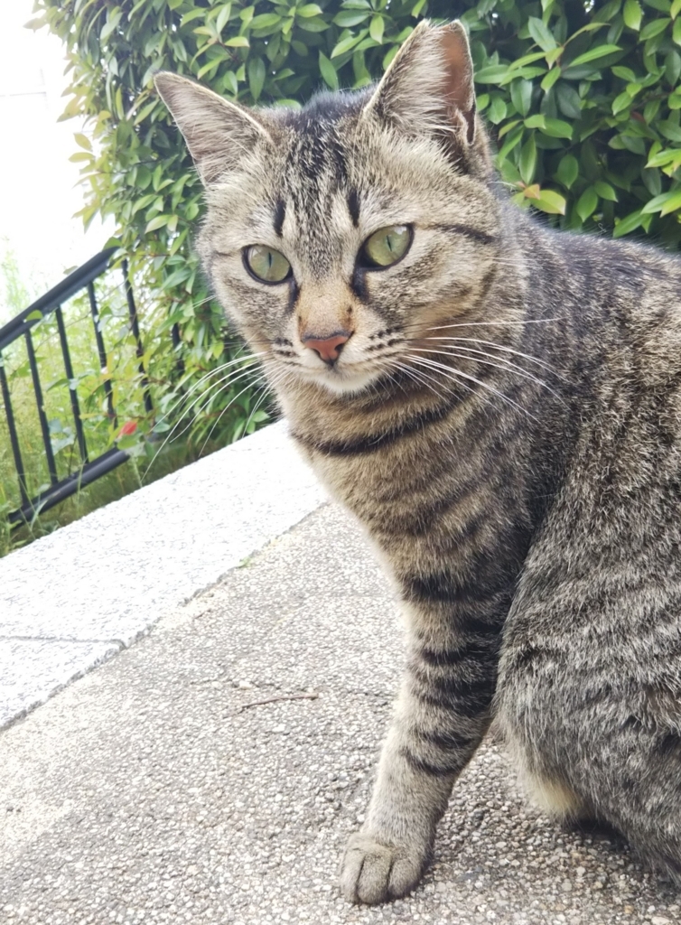 f:id:tarojiroko:20180528142733j:plain