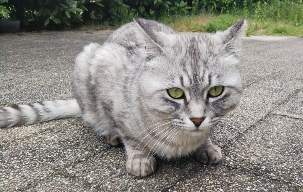 f:id:tarojiroko:20180528143321j:plain